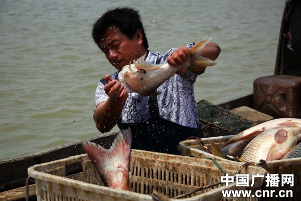 鄱阳湖禁渔期网箱养殖成亮点--中国广播网 中央