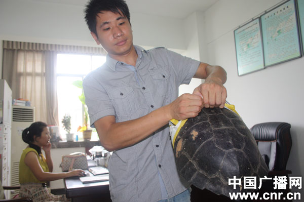南昌男子到九江街头兜售外来物种--庙龟被抓